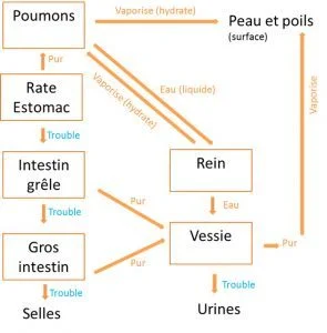 Formation des liquides organiques médecine chinoise