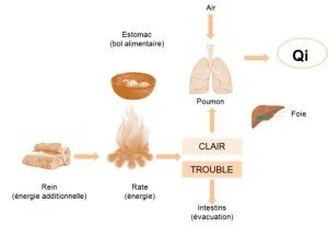 Schema fonctionnement digestion medecine chinoise
