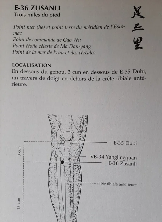 Point Zu San Li (36 Estomac) en Médecine Chinoise